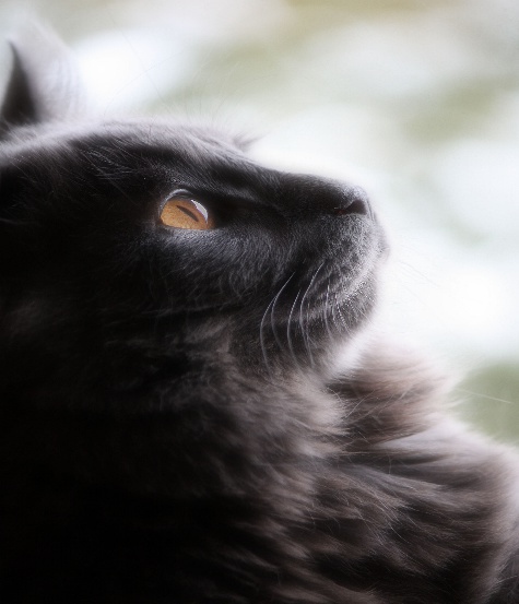 Soft focus pet portrait